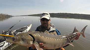 142_Shortnose Sturgeon_Acipenser brevirostrum.jpg